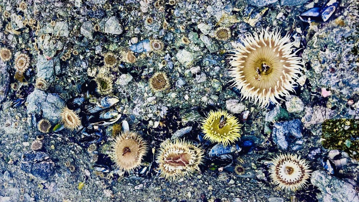 13個 南加州Laguna Beach 拉古納海灘不可錯過的有趣體驗